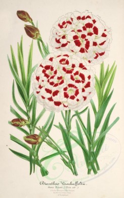 white_flowers-01201 - Dianthus Verschaffeltii [3749x5974]