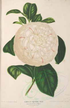 white_flowers-01228 - camellia guiseppe biasi [3875x5998]