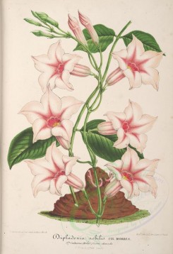 white_flowers-01230 - dipladenia nobilis [3974x5796]
