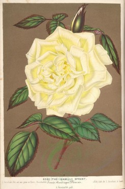 white_flowers-01235 - Rose Isabelle Sprunt [4030x6071]
