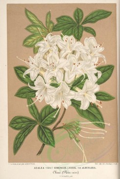 white_flowers-01245 - azalea sinensis albiflora [3839x5677]