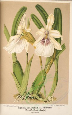 white_flowers-01247 - miltonia spectabilis virginalis [3667x5805]