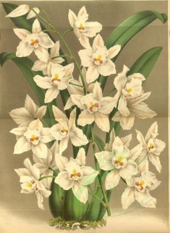 white_flowers-01271 - odontoglossum pescatorei [3636x4962]