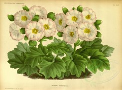 white_flowers-01284 - primula sinensis, 2 [5048x3727]