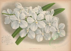 white_flowers-01308 - vanda coerulea [5294x3794]