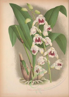 white_flowers-01309 - warrea lindeniana [3794x5296]
