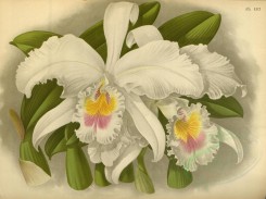 white_flowers-01330 - cattleya labiata foleyana [4588x3436]