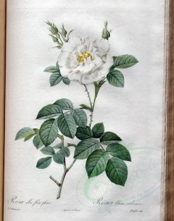 white_flowers-01341 - rosa alba flore pleno [3400x4300]