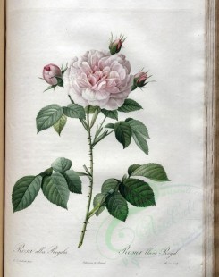 white_flowers-01343 - rosa alba regalis [3400x4300]
