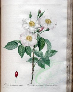 white_flowers-01358 - rosa damascena [3400x4300]