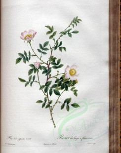 white_flowers-01384 - rosa sepium rosea [3400x4300]