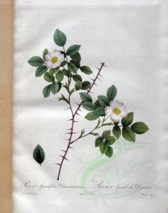white_flowers-01385 - rosa spinulifolia dematratiana [3400x4300]