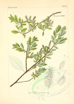 willow-00119 - salix prunifolia [2145x2986]