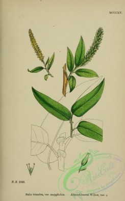 willow-00183 - Almond-leaved Willow, salix triandra amygdalina