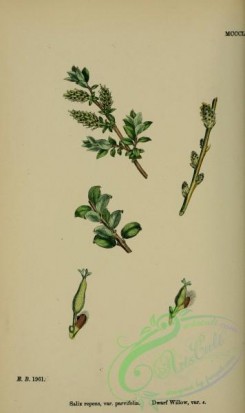 willow-00215 - Dwarf Willow, salix repens parvifolia