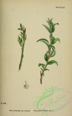 willow-00227 - Plum-leaved Willow, salix arbuscula carinata
