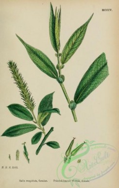 willow-00306 - Pointed-leaved Willow, salix cuspidata foemina
