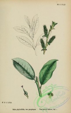 willow-00323 - Tea-leaved Sallow, salix phylicifolia propinqua