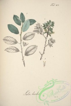 willow-00340 - salix bicolor