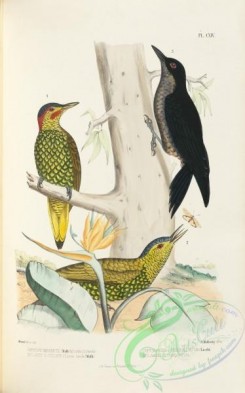 woodpeckers-00210 - chrysopicus perspicillatus, melampicus torquatus, 2