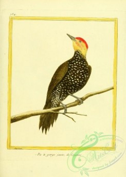 woodpeckers-00259 - 076-Woodpecker