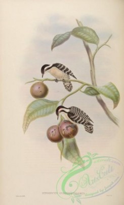 woodpeckers-00311 - Ceylonese Pygmy Woodpecker
