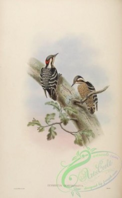 woodpeckers-00313 - Darjiling Pygmy Woodpecker
