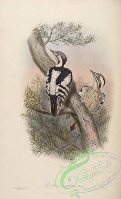 woodpeckers-00314 - Doerries's Pygmy Woodpecker