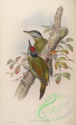 woodpeckers-00315 - Formosan Green Woodpecker