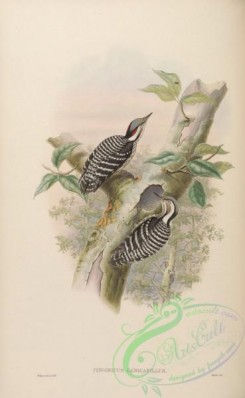 woodpeckers-00317 - Grey-headed Pygmy Woodpecker