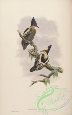 woodpeckers-00320 - Heart-spotted Woodpecker