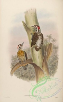 woodpeckers-00325 - Ramsay's Pygmy Woodpecker