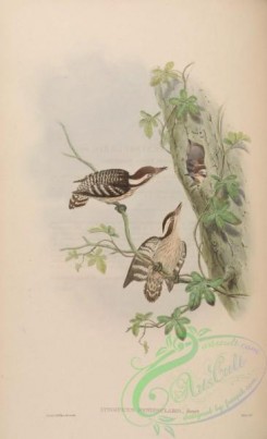 woodpeckers-00329 - Travancore Pygmy Woodpecker