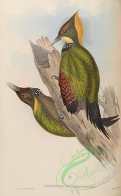 woodpeckers-00331 - Yellow-naped Woodpecker