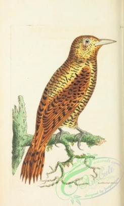 woodpeckers-00372 - Rufous Woodpecker