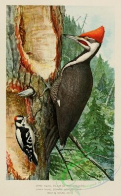 woodpeckers-00480 - Pileated Woodpecker, Downy Woodpecker
