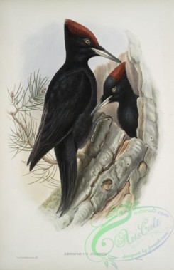 woodpeckers-00698 - 424-Dryocopus martius, Great Black Woodpecker
