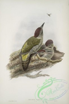 woodpeckers-00700 - 426-Gecinus viridis, Young, Green Woodpecker, or Yaffle (young)