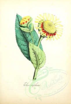 yellow_flowers-00001 - Elecamphane [1856x2693]