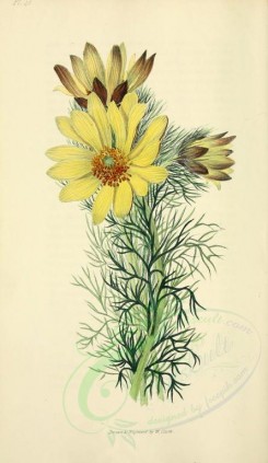 yellow_flowers-00028 - 45-Spring Adonis - adonis vernalis [2001x3450]