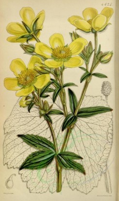yellow_flowers-00092 - 4625-ranunculus cortusaefolius, Cortusa-leaved Ranunculus or Buttercup [2101x3529]