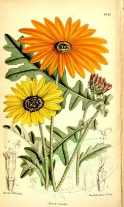 yellow_flowers-00205 - 6835-arctotis aureola, arctotis revoluta [2262x3751]