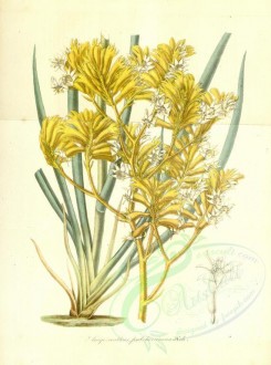 yellow_flowers-00367 - anigezanthus pulcherrimus [3567x4790]
