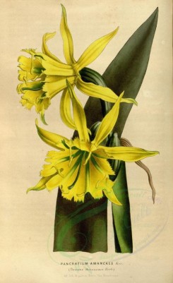 yellow_flowers-00399 - pancratium amancaes [2177x3560]