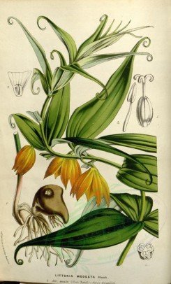 yellow_flowers-00490 - littonia modesta [2263x3749]
