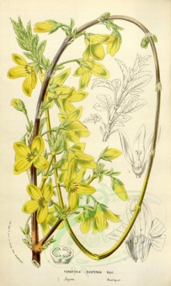 yellow_flowers-00657 - forsythia suspensa [2146x3595]