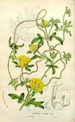 yellow_flowers-00775 - scyphanthus elegans [2282x3670]