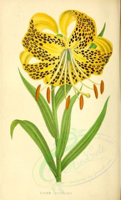 yellow_flowers-00883 - lilium leichtlinii [1902x3134]
