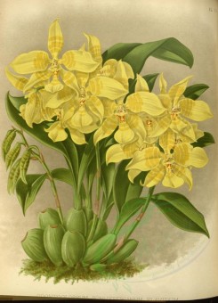 yellow_flowers-00937 - odontoglossum schlieperianum flavidum [3386x4687]
