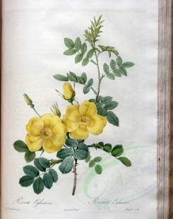 yellow_flowers-00942 - rosa eglanteria [3400x4300]